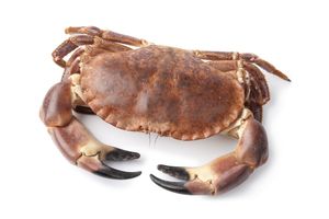 Brown crab 