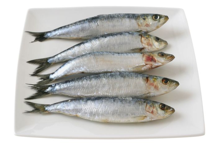 W700 sardina