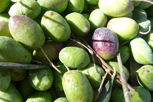 Picual olive oil