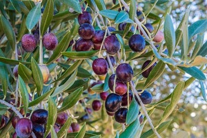Picuda olive oil