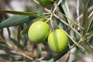 Hojiblanca olive oil