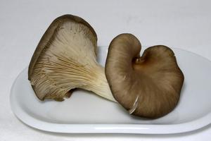 Orellana Mushrooms